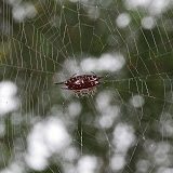 Shield shaped four spiked araneus sp, f, Poring hot springs Sabah