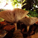  Tawny Funnel Cap