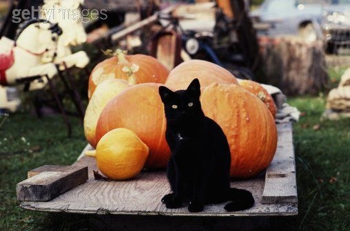 [gatos disfrazados (33)[2].jpg]
