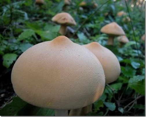 Mushroom boobs