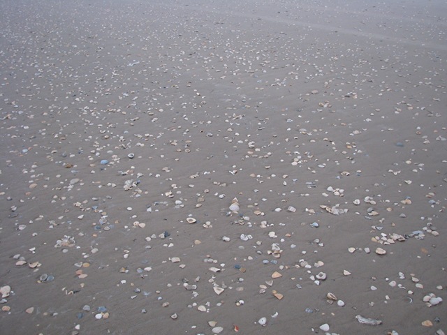 [5194 Early Morning Sea Shell Hunting South Padre Island Texas[2].jpg]