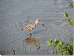 5361 Long-Billed Curlew on Nature Walk South Padre Island Texas