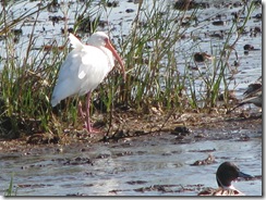 5680 White Ibis South Padre Island Texas