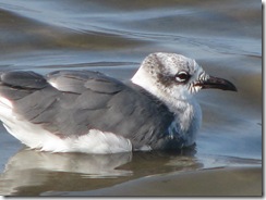 5686 Laughing Gull South Padre Island Texas