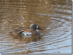 5621 male Blue-winged Teal South Padre Island Texas