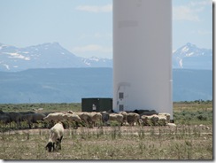 1643 Sheep at Mountain Wind Project Fort Bridger WY