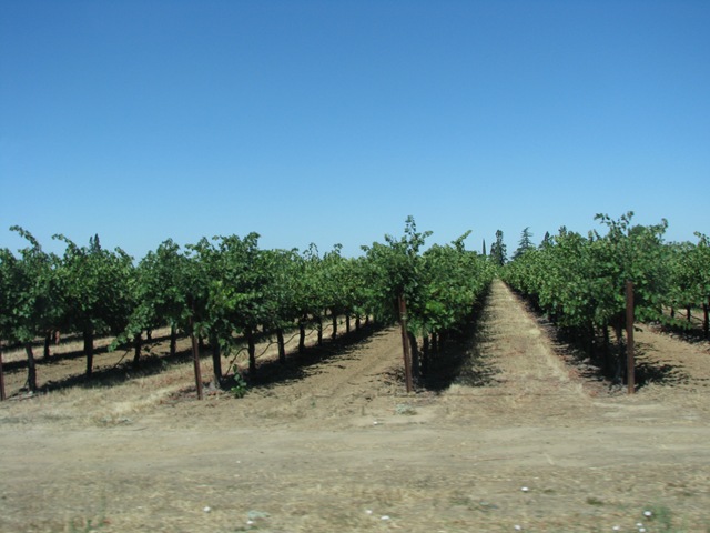 [3046 Grape Vinyards between Galt & Woodbridge CA[2].jpg]