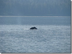 4547 Whale Watching Juneau AK