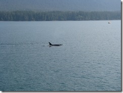 4469 Whale Watching Juneau AK
