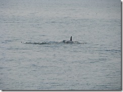 4473 Whale Watching Juneau AK