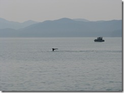 4482 Whale Watching Juneau AK