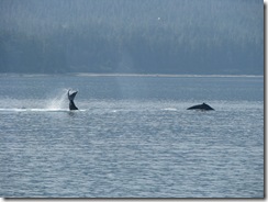 4544 Whale Watching Juneau AK