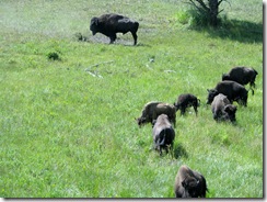 5879 Herd of Bison Yellowstone National Park