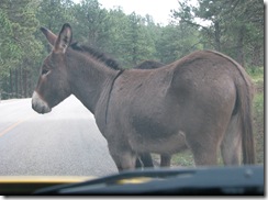 6456 Begging Donkeys on US 16A Peter Norbeck Scenic Byway Iron Mountain Road SD