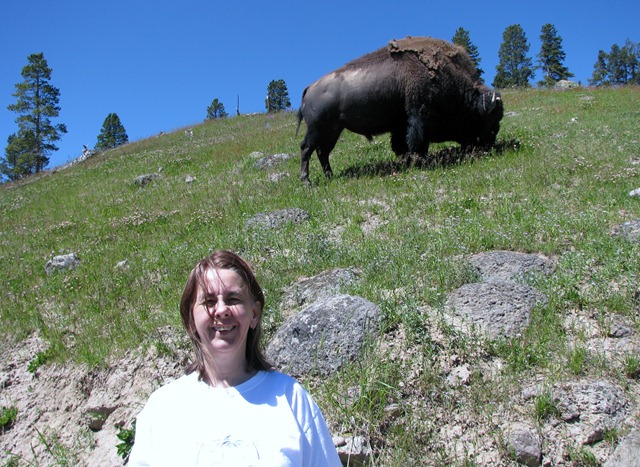 [9227 Bison on Pathway Mud Volcano Area YNP WY[2].jpg]