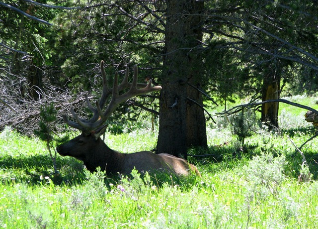 [9291 Elk near South Rim Road YNP WY[2].jpg]