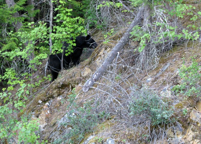 [9444 Black Bear Going To The Sun Road GNP MT[2].jpg]