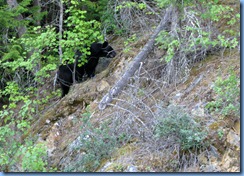 9444 Black Bear Going To The Sun Road GNP MT