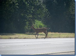 1252 Black Tail Deer Between MRNP & Kelso WA