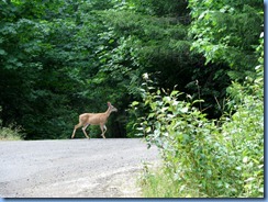1280 Black Tail Deer West Cascade Oregon Scenic Byway OR