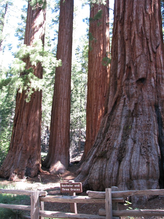 [2189 Mariposa Grove Sequoia Trees YNP CA[3].jpg]