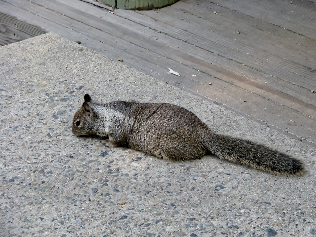 [2385 California Ground Squirrel Cedar Grove Visitor Center CA[3].jpg]
