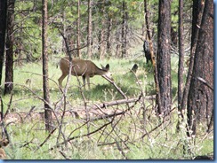 4338 Deer at Fairyland Canyon Bryce Canyon National Park UT