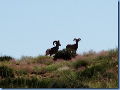 5072 Big Horn Sheep Canyonlands National Park UT