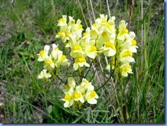 5992 CO-145 San Juan Skyway Scenic Byway Snapdragons CO