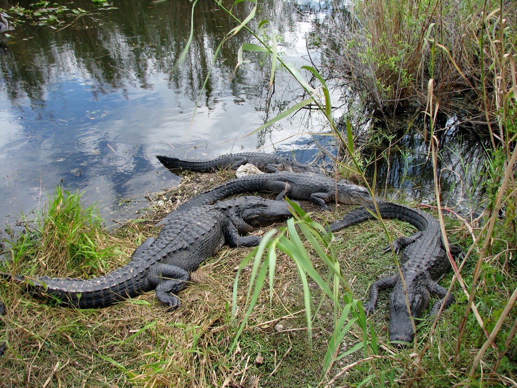 [7422 Everglades National Park FL- Royal Palm Anhinga Trail - alligators[3].jpg]