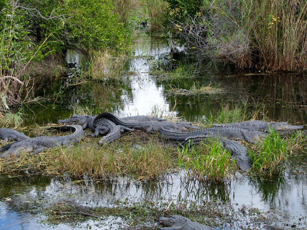 [7424 Everglades National Park FL- Royal Palm Anhinga Trail - alligator[3].jpg]