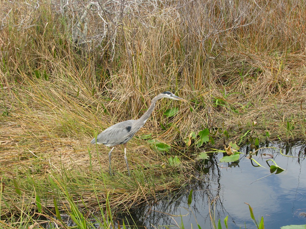 [7406 Everglades National Park FL- Royal Palm Anhinga Trail - Great Blue Heron[3].jpg]