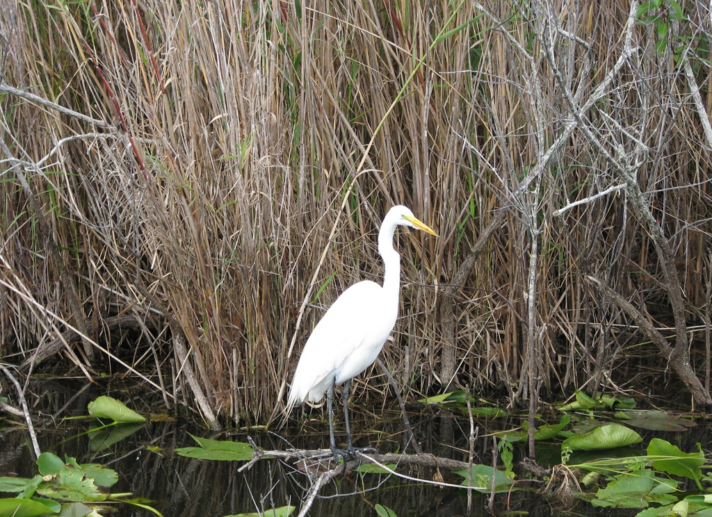 [7416 Everglades National Park FL- Royal Palm Anhinga Trail - Great Egret[3].jpg]