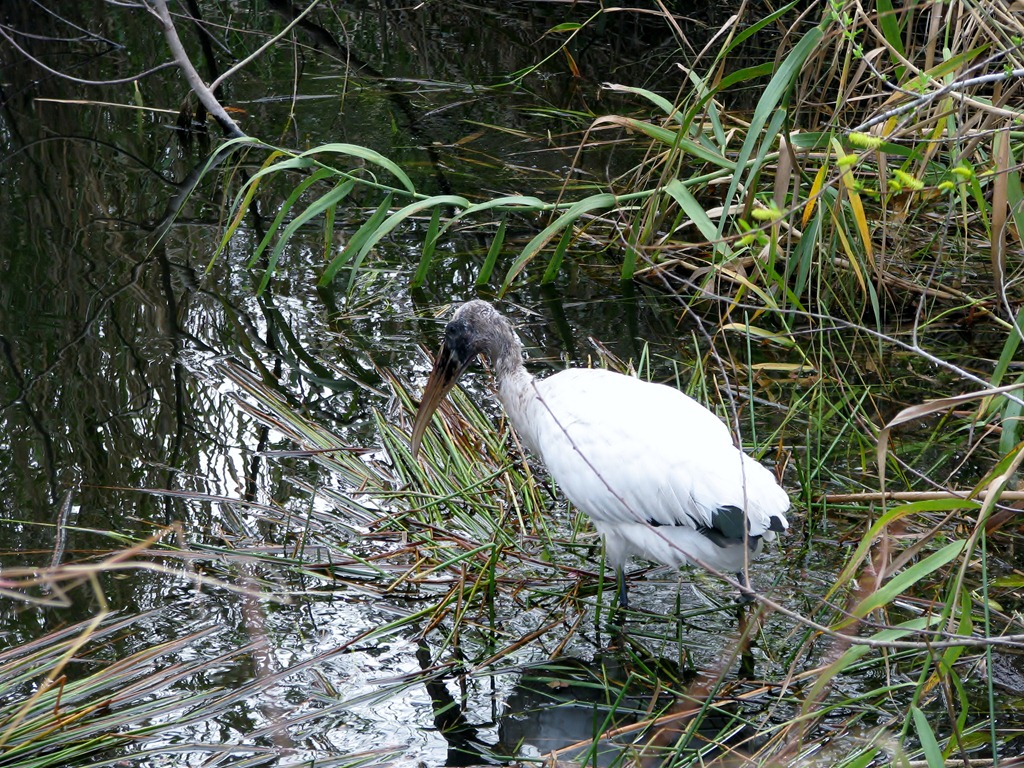[7454 Everglades National Park FL- Royal Palm Anhinga Trail - Wood Stork[3].jpg]