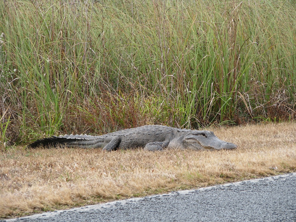 [7464 Everglades National Park FL- Royal Palm Rd - alligator beside road[3].jpg]