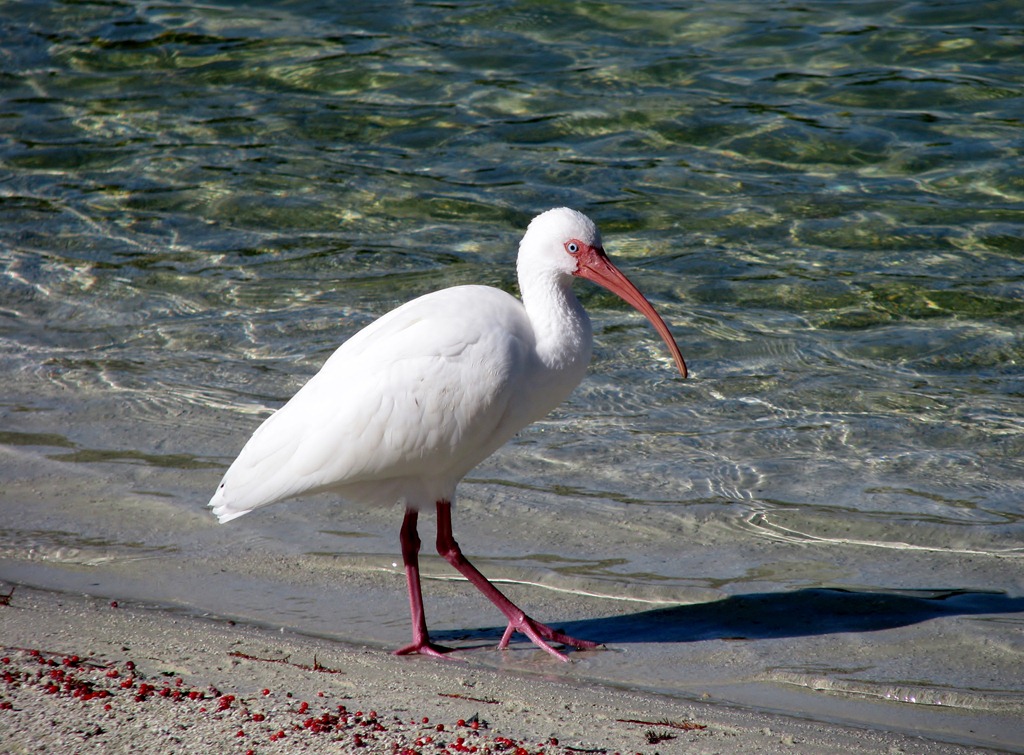 [6981 Cutler Bay  FL walk White Ibis[3].jpg]