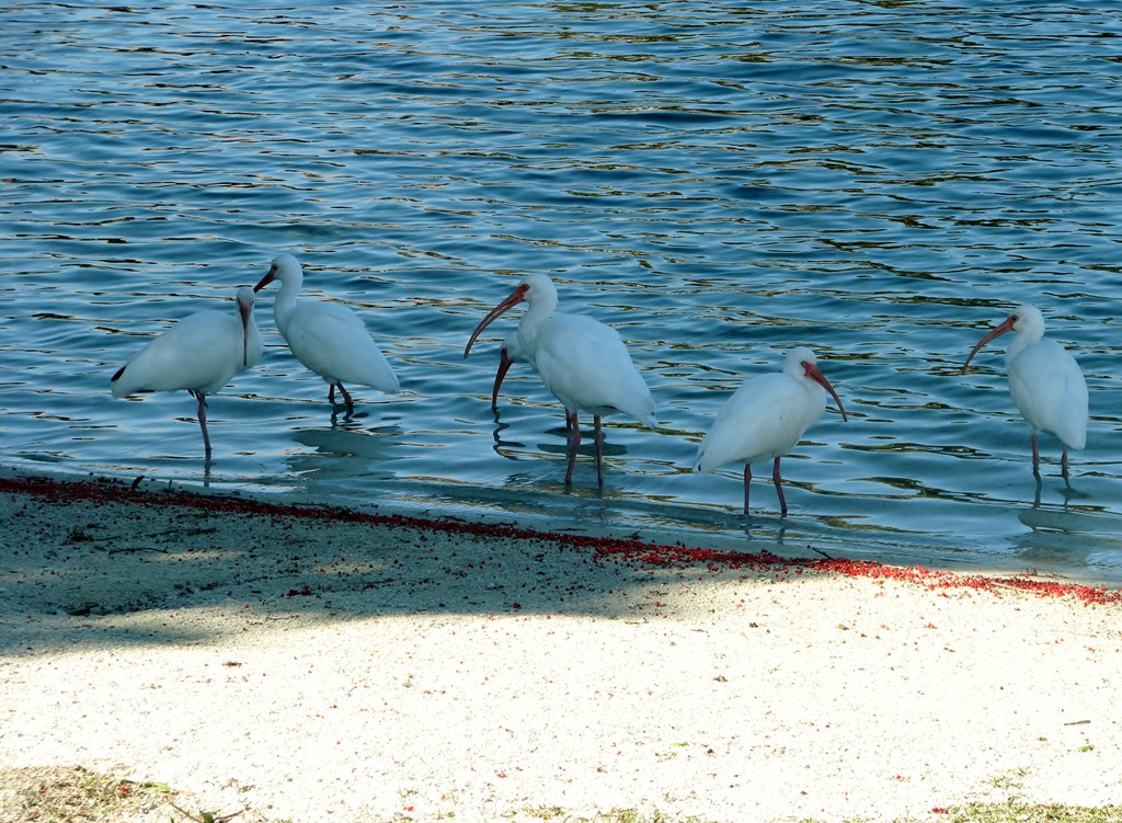 [6994 Cutler Bay  FL walk white ibises[3].jpg]