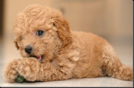 toy poodle puppy