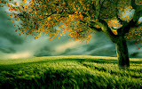 Field of Green Wallpaper Wallpapers