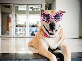 Who said that dogs don't smile ? (Thailand, 2011)