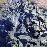 11112009069.jpg