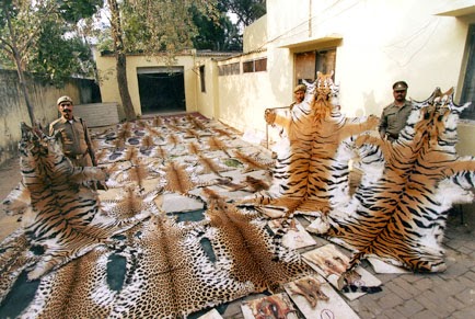 Save Tigers In India: Threats of Tiger's Extinction