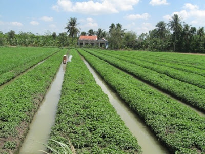 Vietnam Rice Field Vietnam Rice Field