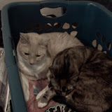 Kismet and Serenity