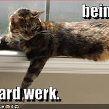 LOLCat Pictures I Made