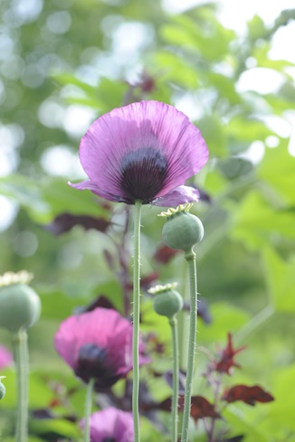 20090626_055636