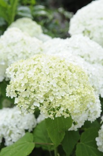 Claus_DSC4568