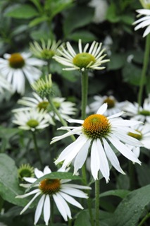 Claus_DSC4564_2