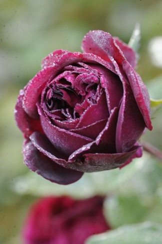 claus20101013_073723