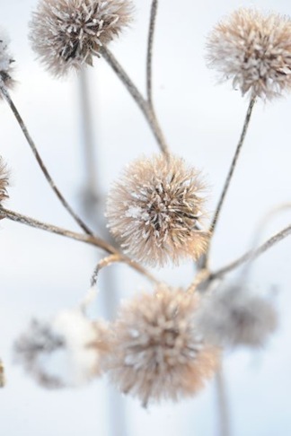 claus20101222_094304